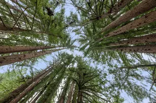 100 Canada Rd, Woodside, CA 94062 - Photo 48