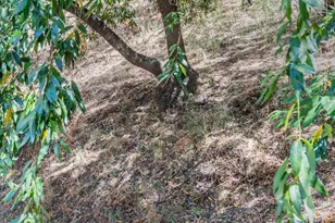 2411 Carlmont Dr 110, Belmont, CA 94002 - Photo 18