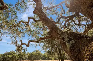 17 Sleepy Hollow Dr, Carmel Valley, CA 93924 - Photo 22