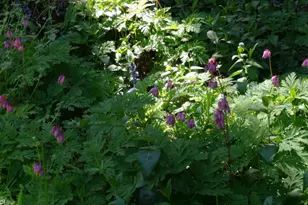 11489 Clear Creek Rd, Brookdale, CA 95007 - Photo 34