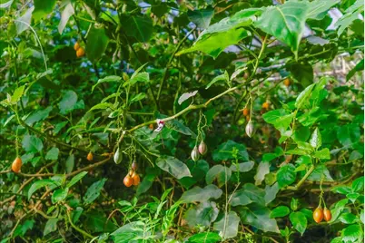 371 Calabasas Rd, Watsonville, CA 95076 - Photo 32