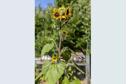 19156 Old Vineyard Rd, Los Gatos, CA 95033 - Photo 62