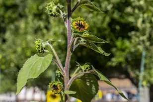 19156 Old Vineyard Rd, Los Gatos, CA 95033 - Photo 62