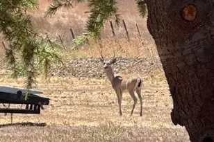 275 Nicholson Dr, Hollister, CA 95023 - Photo 76