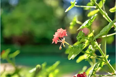 1190 Emory St, San Jose, CA 95126 - Photo 12