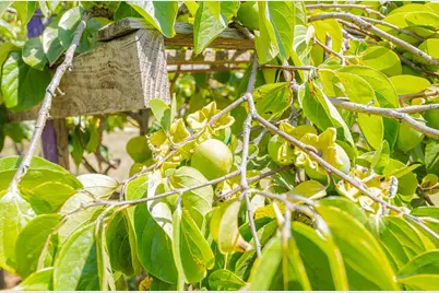 17945 Pesante Rd, Salinas, CA 93907 - Photo 50