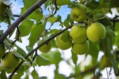 1330 Jackson Gate Rd, Jackson, CA 95642 - Photo 68