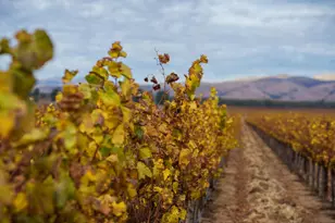 31102 Camphora Gloria Rd, Soledad, CA 93960 - Photo 6