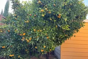 1225 Vienna Dr 604, Sunnyvale, CA 94089 - Photo 18