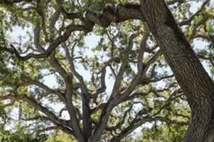 23 Bay Tree Ln, Los Altos, CA 94022 - Photo 36