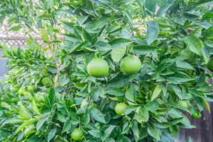 22720 Picador Dr, Salinas, CA 93908 - Photo 40