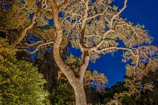 23423 Toyonita Rd, Los Altos Hills, CA 94024 - Photo 58