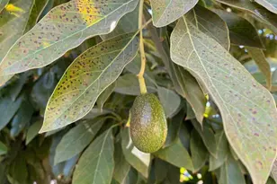 113 Washburn Ave, Santa Cruz, CA 95060 - Photo 38