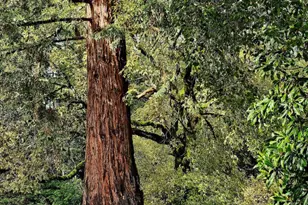 515 Lockhart Gulch Rd, Scotts Valley, CA 95066 - Photo 92