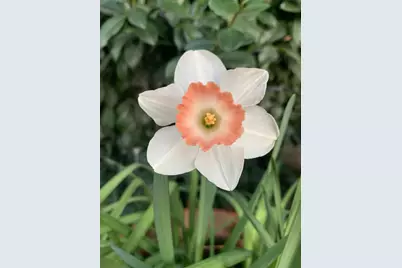 1152 Curtner Ave, San Jose, CA 95125 - Photo 42