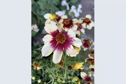 1152 Curtner Ave, San Jose, CA 95125 - Photo 44