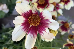 1152 Curtner Ave, San Jose, CA 95125 - Photo 44