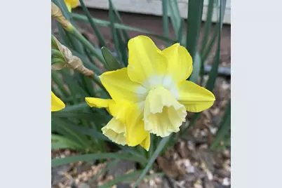 1152 Curtner Ave, San Jose, CA 95125 - Photo 48