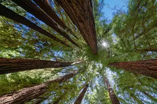 560 Hacienda Dr, Scotts Valley, CA 95066 - Photo 78