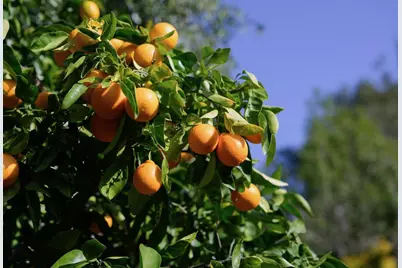 602 Navarra Dr, Scotts Valley, CA 95066 - Photo 108