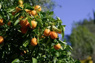 602 Navarra Dr, Scotts Valley, CA 95066 - Photo 108