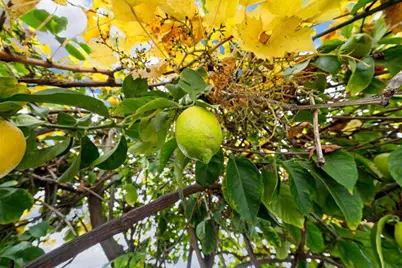 900 Golden Wheel Park Dr 66, San Jose, CA 95112 - Photo 26