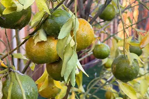 2121 Francis Ave, Santa Clara, CA 95051 - Photo 34