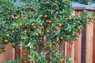 2121 Francis Ave, Santa Clara, CA 95051 - Photo 40