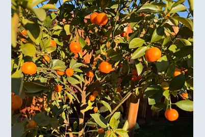 2121 Francis Ave, Santa Clara, CA 95051 - Photo 44