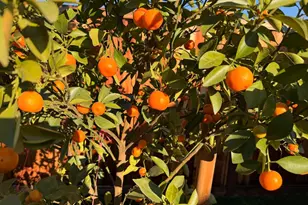 2121 Francis Ave, Santa Clara, CA 95051 - Photo 44