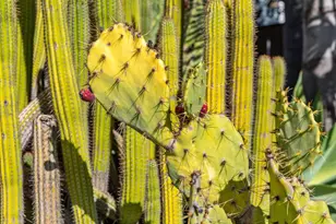 4080 Leigh Ave, San Jose, CA 95124 - Photo 68