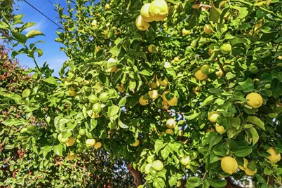 797 Fife Way, Sunnyvale, CA 94087 - Photo 40