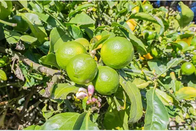 1797 Windsor St, Salinas, CA 93906 - Photo 32