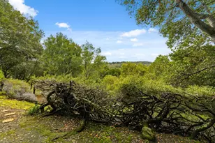 3387 Brittan Ave 2, San Carlos, CA 94070 - Photo 30