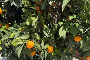 718 Webster Dr, San Jose, CA 95133 - Photo 32