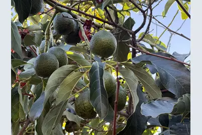 718 Webster Dr, San Jose, CA 95133 - Photo 36