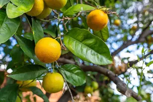 752 Linda Flora St, San Jose, CA 95127 - Photo 28