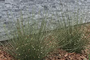 523 Union Ave, Campbell, CA 95008 - Photo 46