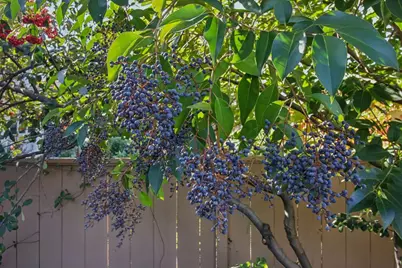 2200 Saint Francis Dr, Palo Alto, CA 94303 - Photo 100