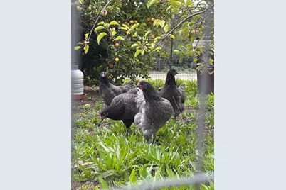 Valley View Dr, Corralitos, CA 95076 - Photo 60