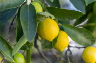 204 Vista De Sierra, Los Gatos, CA 95030 - Photo 52