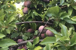 1723 Pheasant Dr, Hercules, CA 94547 - Photo 30