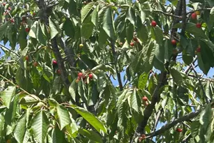 1723 Pheasant Dr, Hercules, CA 94547 - Photo 32