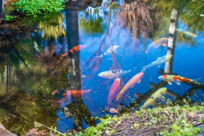 12170 Calle Uvas, Gilroy, CA 95020 - Photo 40