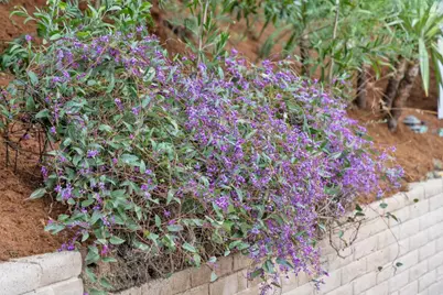 3032 Arguello Dr, Burlingame, CA 94010 - Photo 56