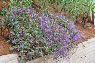 3032 Arguello Dr, Burlingame, CA 94010 - Photo 56