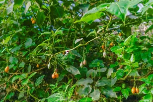 371 Calabasas Rd, Watsonville, CA 95076 - Photo 38