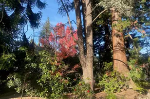 269 Selby Ln, Atherton, CA 94027 - Photo 22