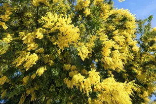 28266 Christopher Ln, Los Altos Hills, CA 94022 - Photo 32