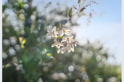 2258 Juan Pablo Ln, Santa Cruz, CA 95062 - Photo 36